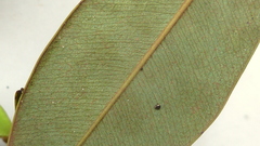 Machaerium condensatum