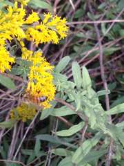 Apis mellifera