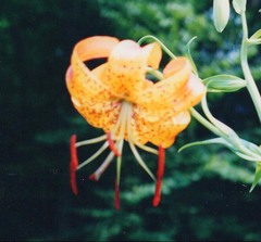 Lilium lancifolium