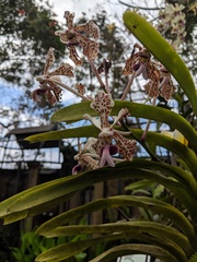 Vanda tricolor