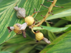 Alpinia zerumbet