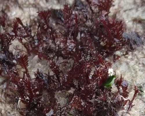 Alsidium seaforthii observed 2025-04-12