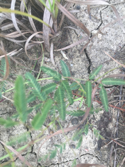 Mimosa microphylla