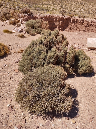 Ephedra multiflora (Ephedra multiflora)
