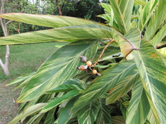 Alpinia zerumbet