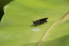 Stratiomyomorpha