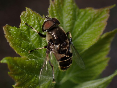 Black-shouldered Drone Fly photo 3