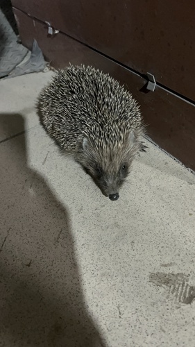 Northern White-Breasted Hedgehog