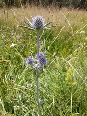 Eryngium bourgatii