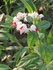 Clerodendrum thomsoniae