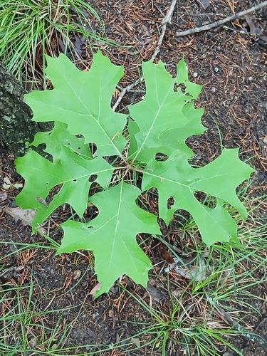 Image of Quercus buckleyi by (c) Eleanor Pate, some rights reserved (CC BY)