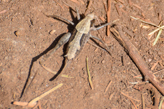 Neduba