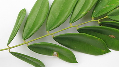 Machaerium condensatum