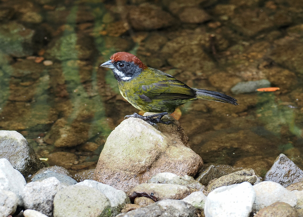 Sooty-Faced Finch