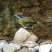 Sooty-faced Finch - Photo (c) Steven Easley, some rights reserved (CC BY-NC), uploaded by Steven Easley