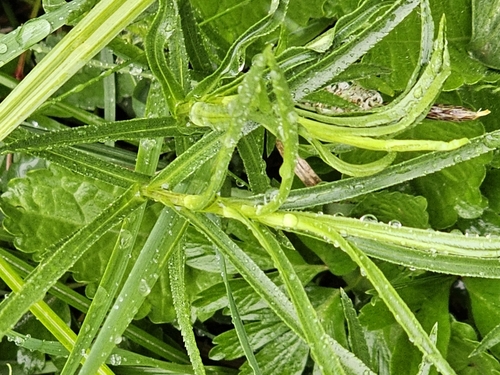 Foto de Mil-folhas