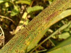 Puccinia iridis