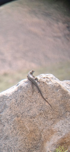 iNaturalist observation photo of Western Fence Lizard