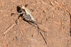 Neduba