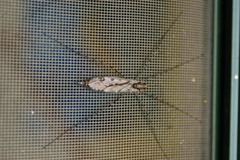 Tipula abdominalis