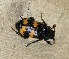 Nicrophorus interruptus