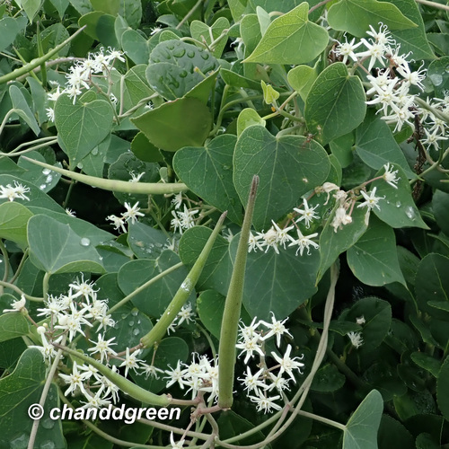 Cynanchum chinense