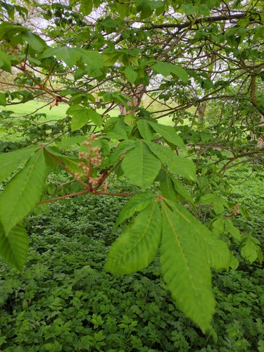Image of Aesculus indica by (c) guywallbanks, some rights reserved (CC BY)