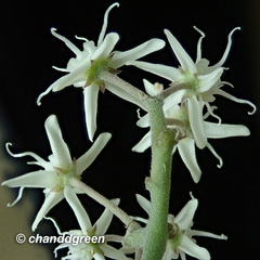 Cynanchum chinense