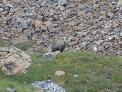 Ovis dalli stonei