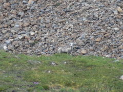 Ovis dalli stonei