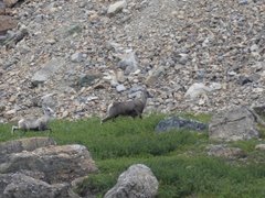 Ovis dalli stonei