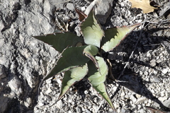 Agave asperrima