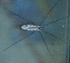 Tipula abdominalis