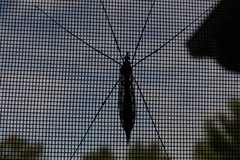 Tipula abdominalis