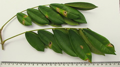 Machaerium condensatum