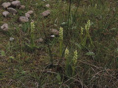 Platanthera hyperborea