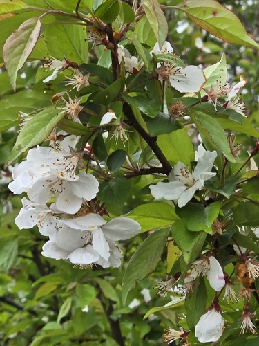 Image of Malus hupehensis by (c) Jo Roberts, some rights reserved (CC BY)