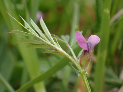 Image of Vicia lathyroides by (c) Milan Chytrý, some rights reserved (CC BY)