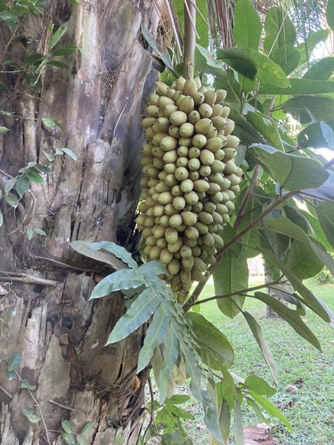 Foto de Babaçu