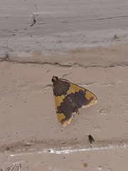 Rehimena