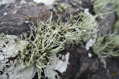 Ramalina cuspidata