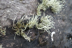 Ramalina cuspidata