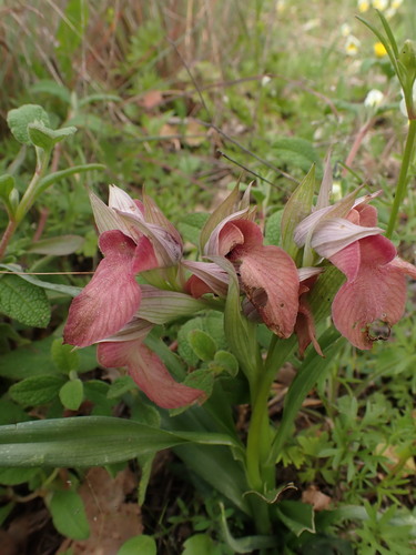 Image of Neglected Serapias (Serapias neglecta) by (c) Franck Cabot, some rights reserved (CC BY)