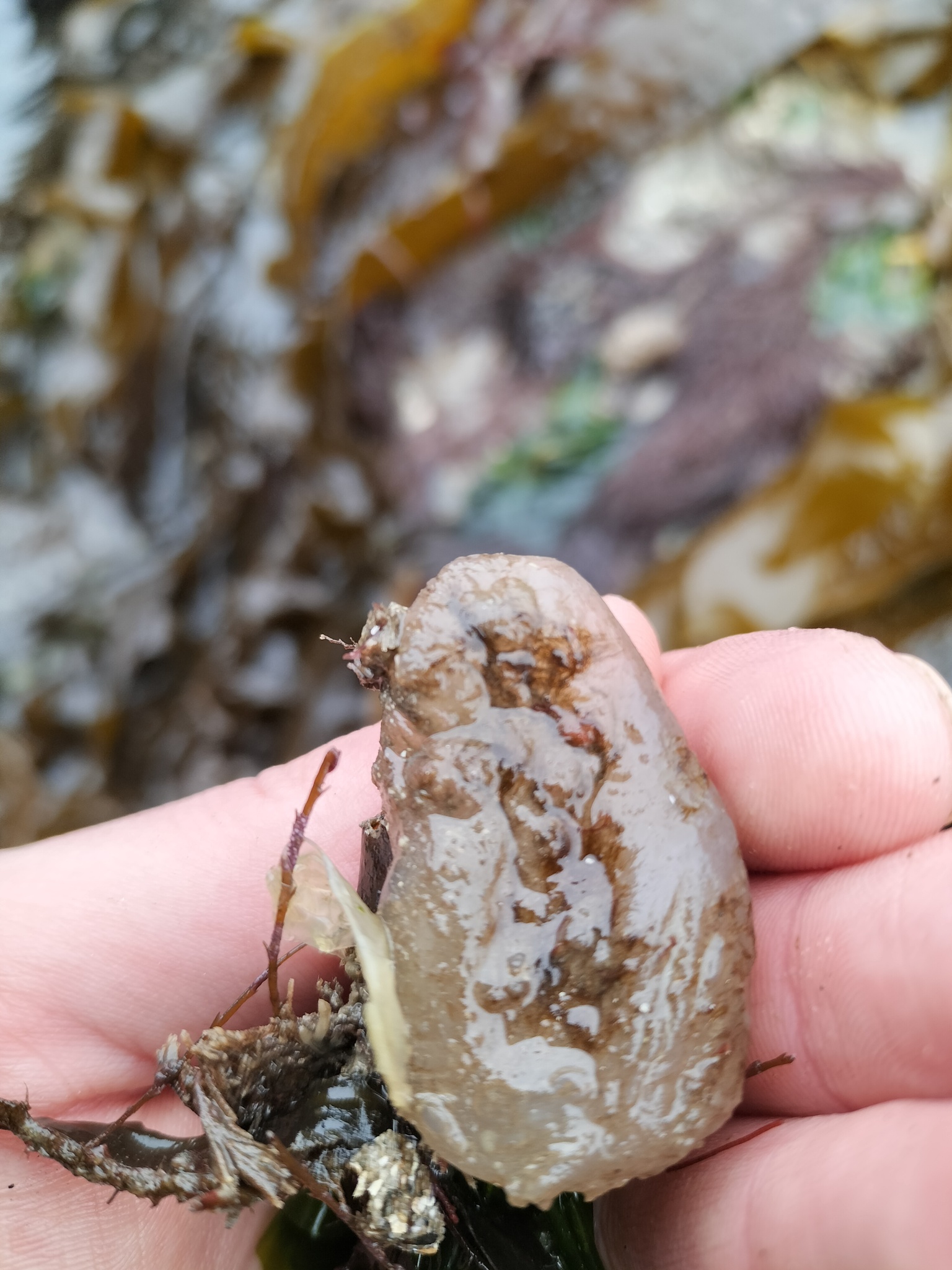 Ascidiella aspersa (Müller, 1776)