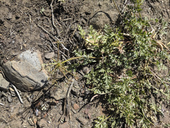 Tauschia parishii