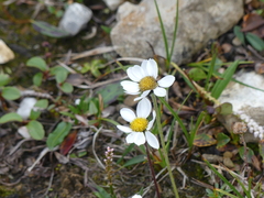 Chrysanthemum integrifolium