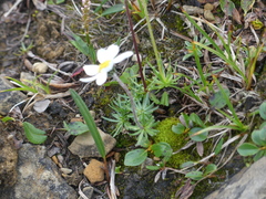 Chrysanthemum integrifolium