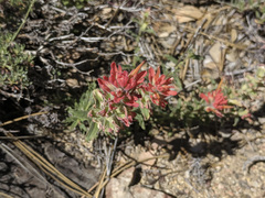 Castilleja martini martini