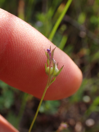 Image of Linaria pelisseriana by (c) Franck Cabot, some rights reserved (CC BY)