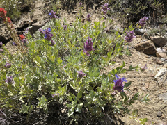 Salvia pachyphylla